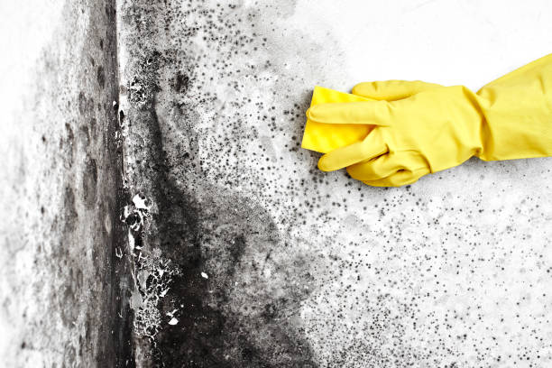 Best Black Mold Removal  in Mariemont, OH