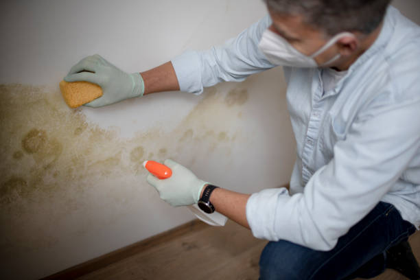 Best Mold Damage Repair  in Mariemont, OH