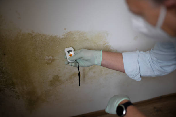 Best Mold Remediation  in Mariemont, OH