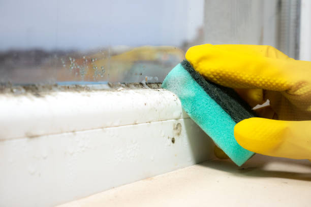 Best Professional Mold Removal  in Mariemont, OH