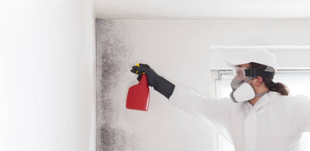 Office Mold Removal Services in Mariemont, OH