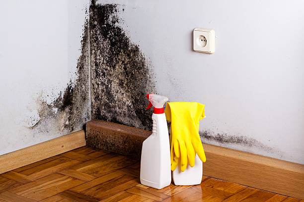 Professional Mold Removal in Mariemont, OH
