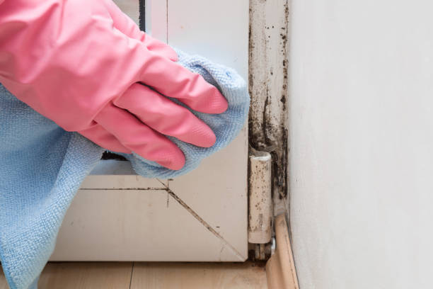 Best Mold Damage Repair  in Mariemont, OH